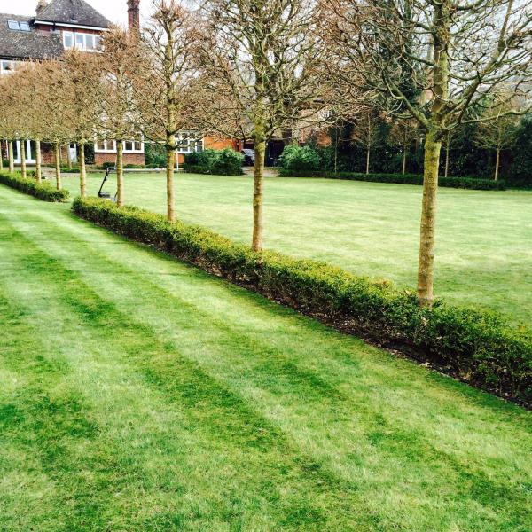 Garden maintenance and tree pruning in Cambridge